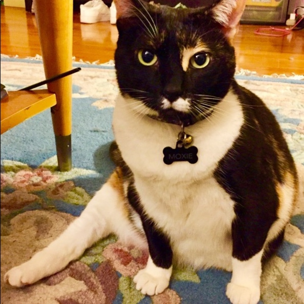 Meet your Posher, Wanda